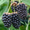 Amora Columbia Star ( Rubus Fruticosus)