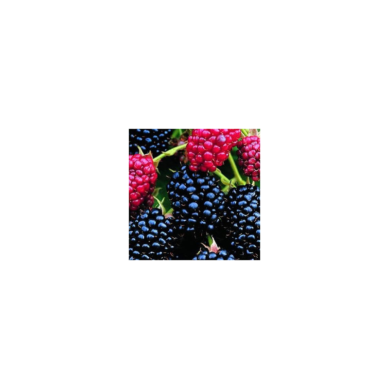 Amora Darrow ( Rubus Fruticosus)