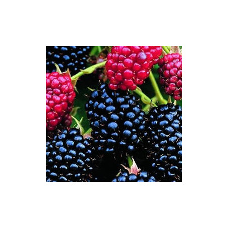 Amora Darrow ( Rubus Fruticosus)