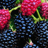 Amora Darrow ( Rubus Fruticosus)