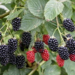 Amora Direttissima Montblanc ( Rubus Fruticosus)