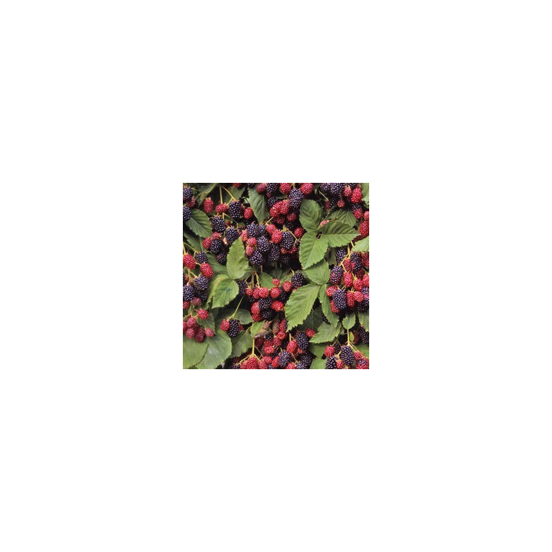 Amora Dirksen ( Rubus Fruticosus)