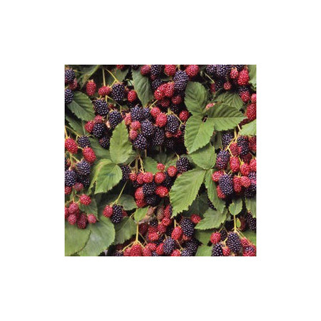 Amora Dirksen ( Rubus Fruticosus)