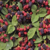 Amora Dirksen ( Rubus Fruticosus)