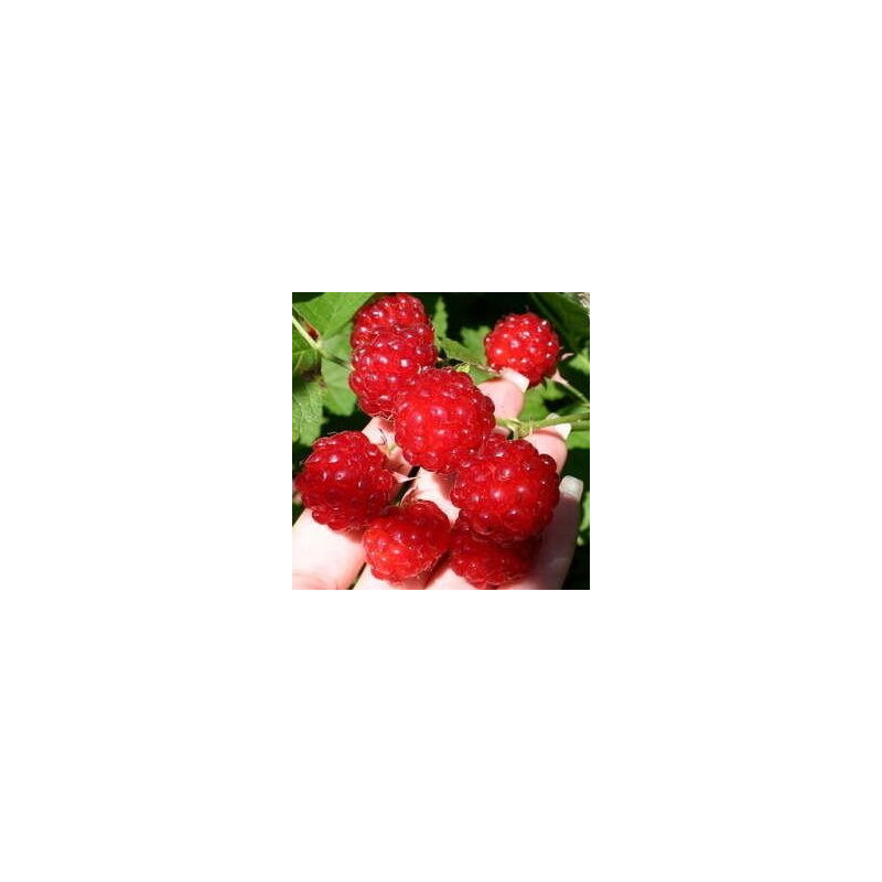 Amora Dorman Red ( Rubus Parviflorus x Rubus Idaeus Dorset)