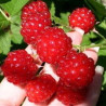 Amora Dorman Red ( Rubus Parviflorus x Rubus Idaeus Dorset)