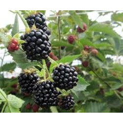 Amora Locktay ( Rubus Fruticosus)