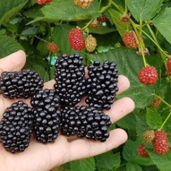 Amora Natchez ( Rubus Fruticosus)