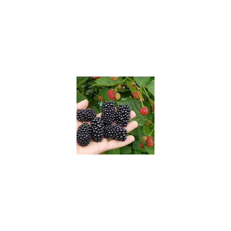 Amora Natchez ( Rubus Fruticosus)