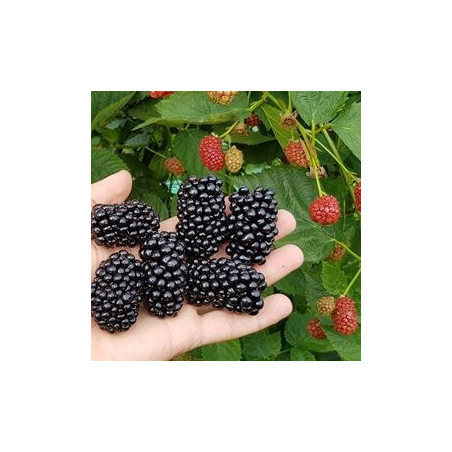 Amora Natchez ( Rubus Fruticosus)