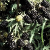 Amora Oregon Sem Espinho ( Rubus Fruticosus)s