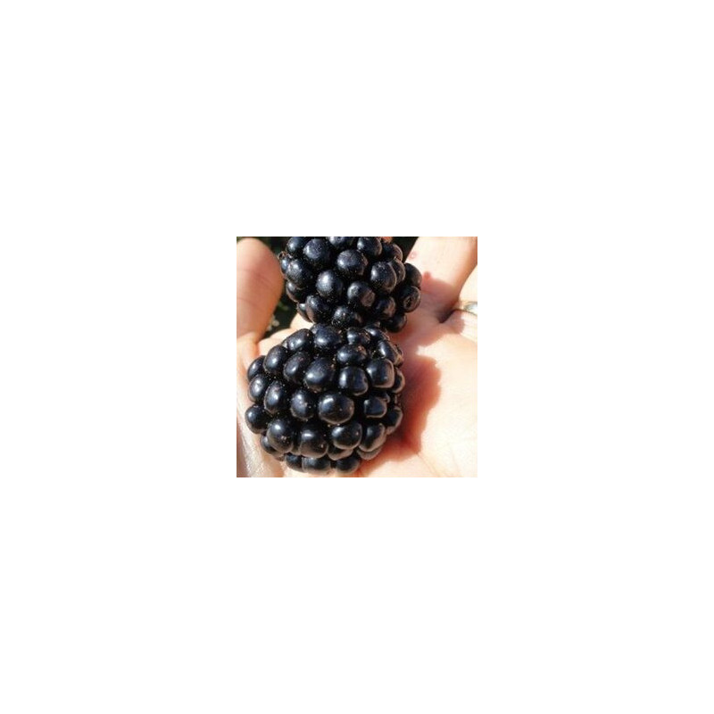 Amora Ouachita ( Rubus Fruticosus)