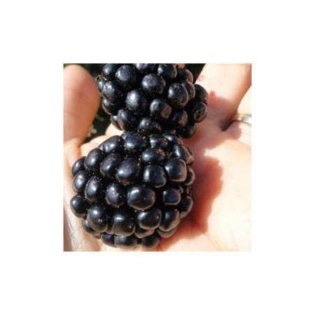 Amora Ouachita ( Rubus Fruticosus)