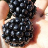 Amora Ouachita ( Rubus Fruticosus)