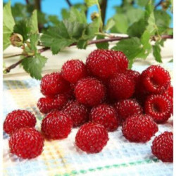Framboesa Hana Rasp ( Rubus Parviflorus x Rubus Idaeus Dorset)