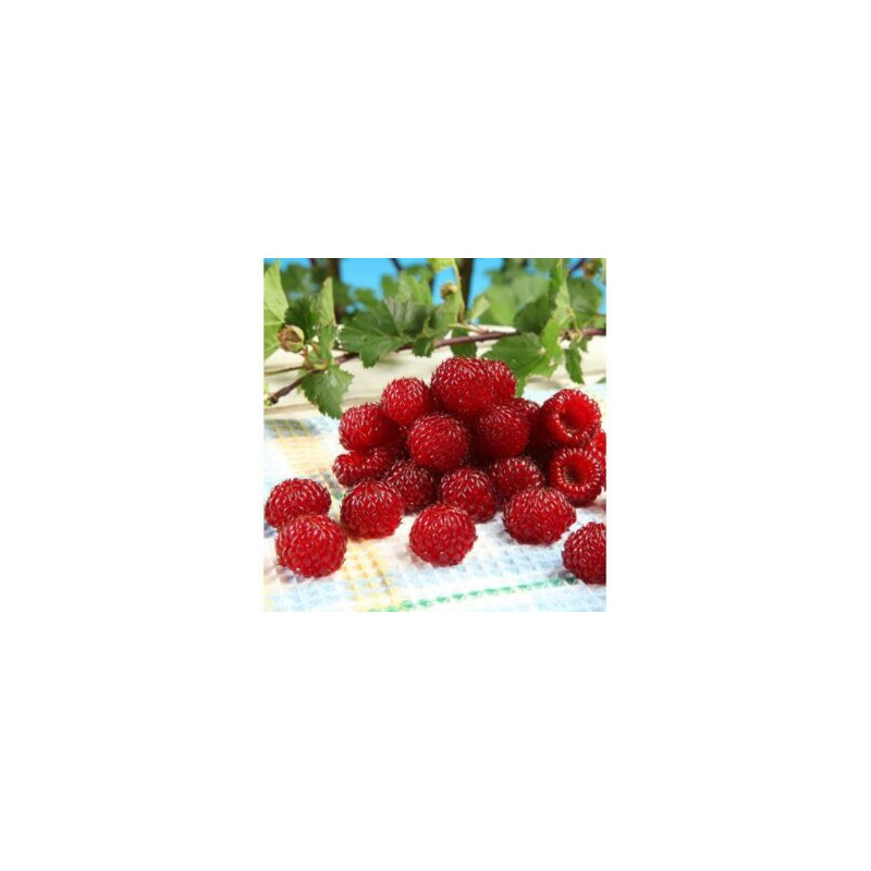 Framboesa Hana Rasp ( Rubus Parviflorus x Rubus Idaeus Dorset)