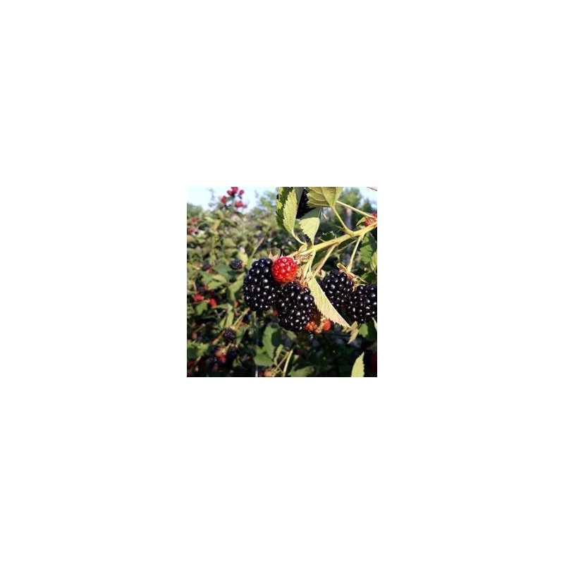 Amora Relevante ( Rubus Futicosus)