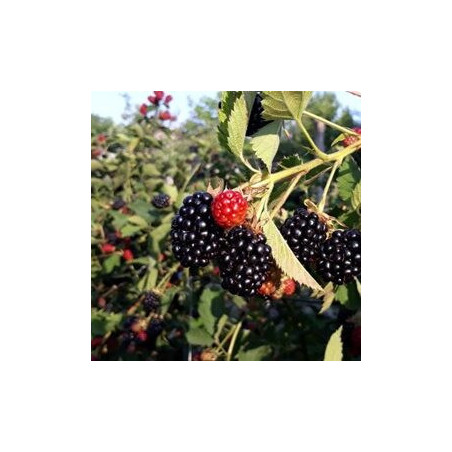 Amora Relevante ( Rubus Futicosus)