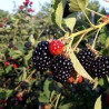 Amora Relevante ( Rubus Futicosus)