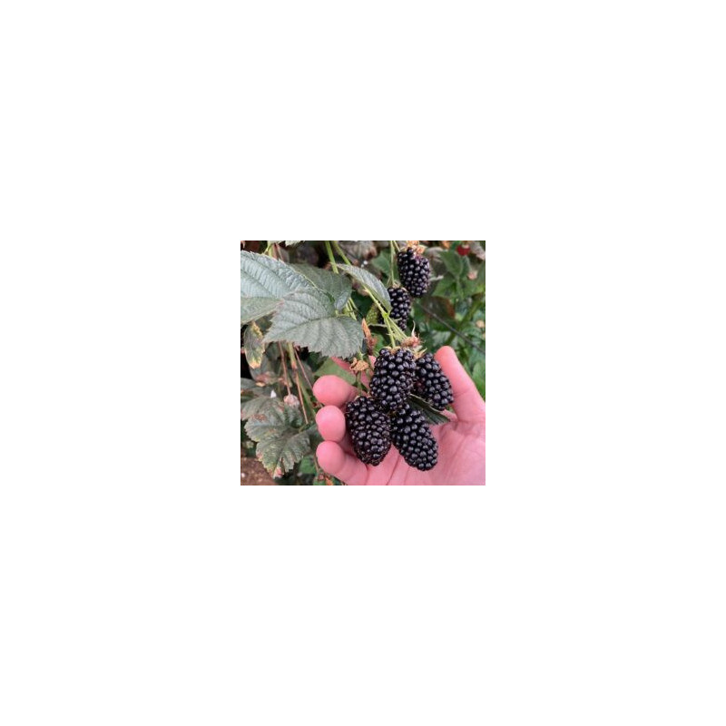 Amora Doce Royalla  ( Rubus Fruticosus)