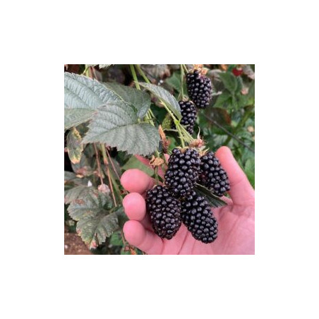 Amora Doce Royalla  ( Rubus Fruticosus)