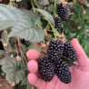 Amora Doce Royalla  ( Rubus Fruticosus)