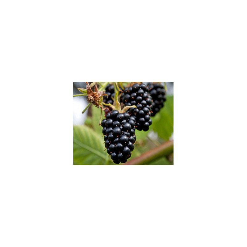 Amora Apache ( Rubus Fruticosus)