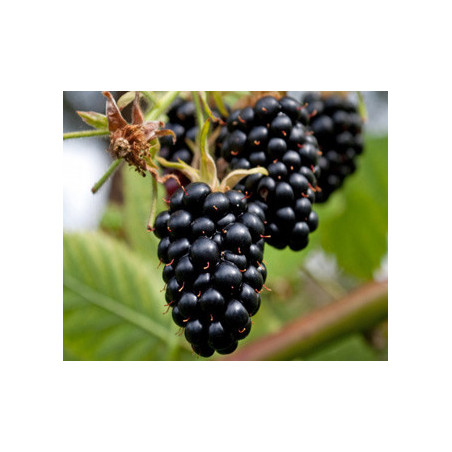 Amora Apache ( Rubus Fruticosus)