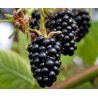 Amora Apache ( Rubus Fruticosus)