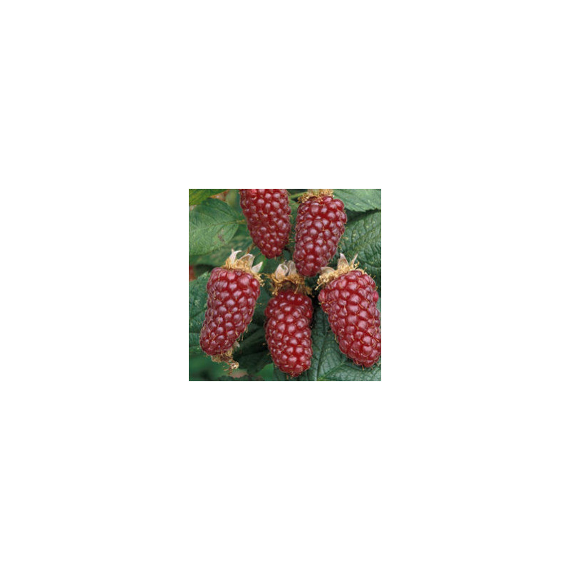 Amora Tayberry (  Rubus Fruticosus x Rubus Idaeus)