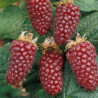 Amora Tayberry (  Rubus Fruticosus x Rubus Idaeus)