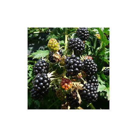 Amora Sempre-Viva sem espinhos ( Rubus Fruticosus)