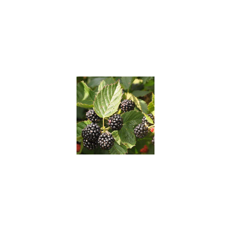 Amora Tríplice Coroa ( Rubus Fruticosis)