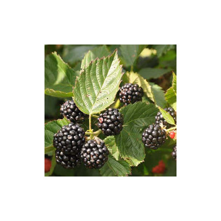 Amora Tríplice Coroa ( Rubus Fruticosis)