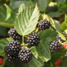 Amora Tríplice Coroa ( Rubus Fruticosis)