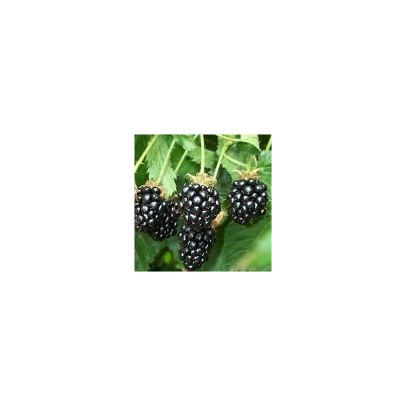 Amora Tupi ( Rubus Fruticosus)