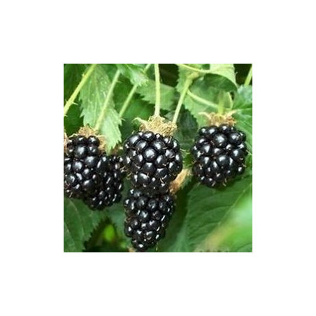 Amora Tupi ( Rubus Fruticosus)