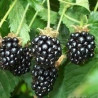 Amora Tupi ( Rubus Fruticosus)