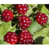 Amora Beata ( Rubus Arcticus)