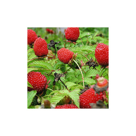 Amora Morango ( Rubus Illecedrosus)