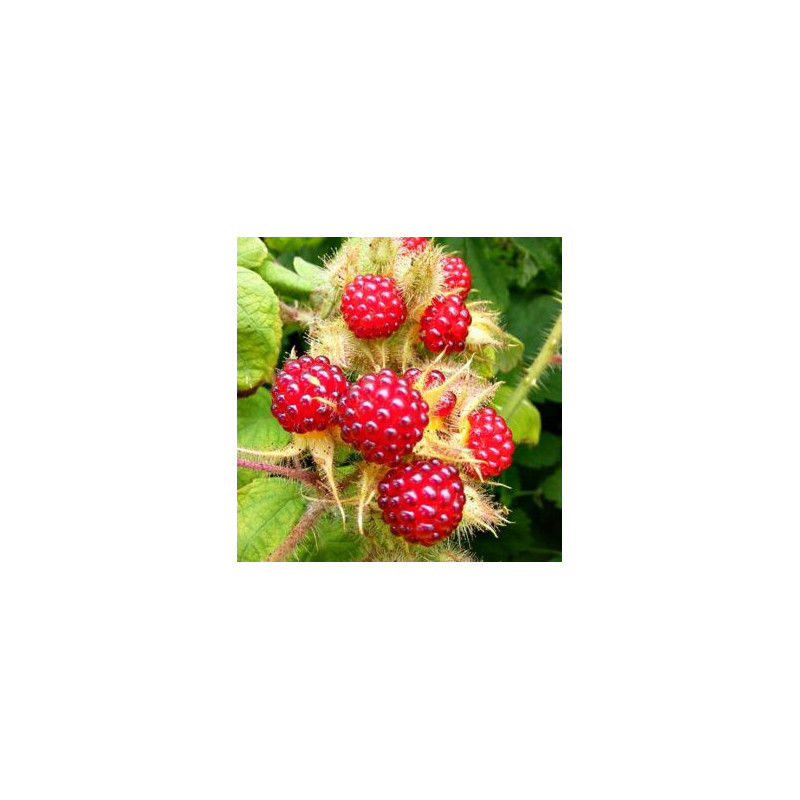 Amora Japónica ( Rubus Fericolásio)