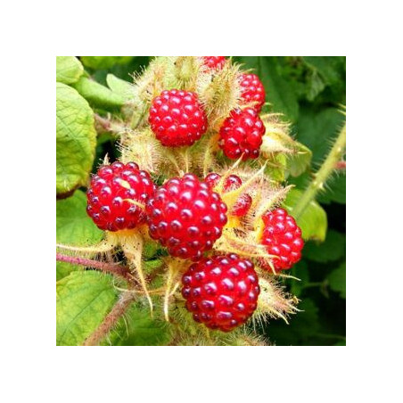 Amora Japónica ( Rubus Fericolásio)