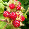 Amora Japónica ( Rubus Fericolásio)