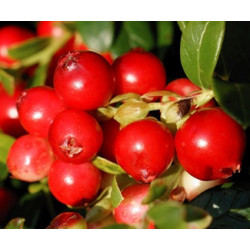 Mirtilo Vermelho Bola de Fogo Lirome ( Vitis Idaea)