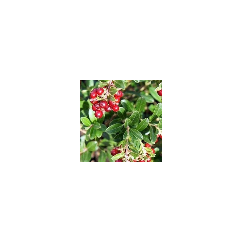 Mirtilo Vermelho Koralle  (Vaccinium Vitis Idaea)