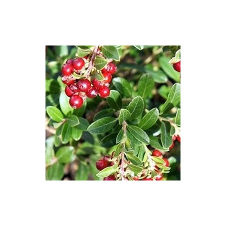 Mirtilo Vermelho Koralle  (Vaccinium Vitis Idaea)