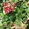Mirtilo Vermelho Koralle  (Vaccinium Vitis Idaea)
