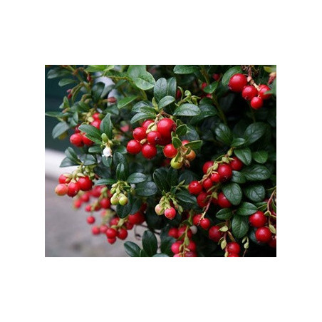 Mirtilo Vermelho Miss Cereja Meliro (Vaccinium Vitis Idaea)