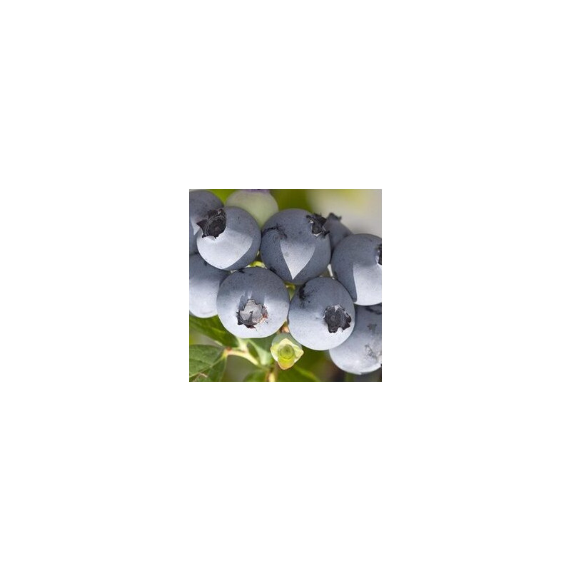 Mirtilo Hanna´s ( Vaccinium Corymbosum)