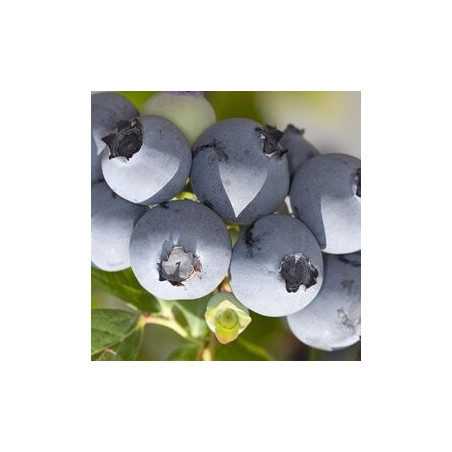 Mirtilo Hanna´s ( Vaccinium Corymbosum)